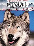 Animals Under Threat Gray Wolf