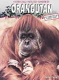 Animals Under Threat Orangutan