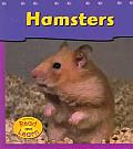 Hamsters Pets At My House