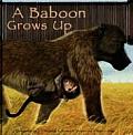 Baboon Grows Up