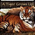 Tiger Grows Up