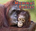 Mammal Babies