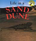 Life In A Sand Dune Microhabitats