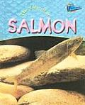 Life Of A Salmon
