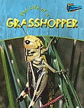 Life Of A Grasshopper