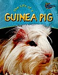 Life Of A Guinea Pig