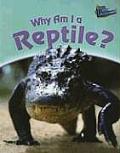 Why Am I A Reptile