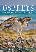 Ospreys The Revival of a Global Raptor