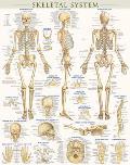 Skeletal System Poster (22 X 28 Inches) - Laminated: A Quickstudy Anatomy Reference