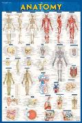 Anatomy Poster (24 X 36) - Paper: A Quickstudy Reference