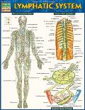 Lymphatic System Laminated Reference