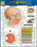 Anatomy of the Senses Laminated Reference