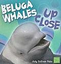 Beluga Whales Up Close