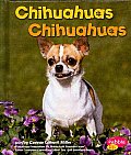 Chihuahuas/Chihuahuas (Perritos/Dogs)