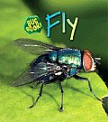 Bug Books Fly 2nd Edition