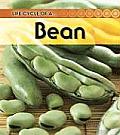 Broad Bean (Life Cycle of A...)