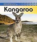 Life Cycle of a Kangaroo