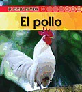 El Pollo = Chicken