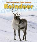 Reindeer a Day in the Life Polar Animals