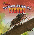 The Bizarre Life Cycle of a Cicada