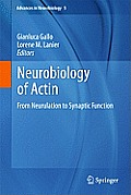 Neurobiology of Actin: From Neurulation to Synaptic Function