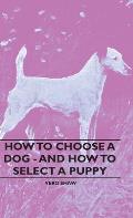How To Choose A Dog - And How To Select A Puppy
