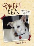 Sweet Pea: The Homeless Dog Who Could Not Be Caught