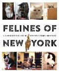 Felines of New York: A Glimpse Into the Lives of New Yorks Feline Inhabitants