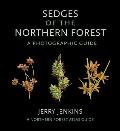 Sedges of the Northern Forest A Photographic Guide