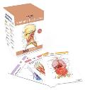 Anatomy Flashcards 300 Flashcards with Anatomically Precise Drawings & Exhaustive Descriptions