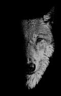 In the Company of Wolves: Werewolves, Wolves and Wild Children