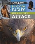 Predator Vs Prey: How Eagles and Other Birds Attack!