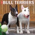 Just Bull Terriers 2024 12" x 12" Wall Calendar