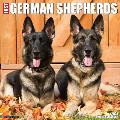 Just German Shepherds 2024 12" x 12" Wall Calendar