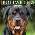 Just Rottweilers 2024 12 X 12 Wall Calendar