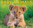Baby Animals 2025 6.2" x 5.4" Box Calendar