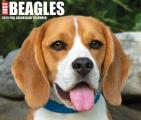 Beagles 2025 6.2" x 5.4" Box Calendar