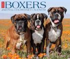 Boxers 2025 6.2" x 5.4" Box Calendar