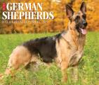 German Shepherds 2025 6.2" x 5.4" Box Calendar