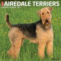 Just Airedale Terriers 2025 12" x 12" Wall Calendar