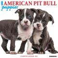 Just American Pit Bull Terrier Puppies 2025 12" x 12" Wall Calendar