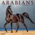 Arabians 2025 12" x 12" Wall Calendar
