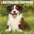 Just Australian Shepherd Puppies 2025 12" x 12" Wall Calendar