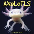 Axolotls 2025 12" x 12" Wall Calendar