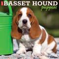 Just Basset Hound Puppies 2025 12" x 12" Wall Calendar