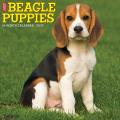 Just Beagle Puppies 2025 12" x 12" Wall Calendar