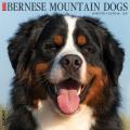 Just Bernese Mountain Dog 2025 12" x 12" Wall Calendar