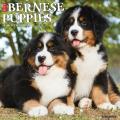 Just Bernese Mountain Puppies 2025 12" x 12" Wall Calendar