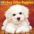 Just Bichon Frise Puppies 2025 12" x 12" Wall Calendar