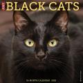 Just Black Cats 2025 12" x 12" Wall Calendar